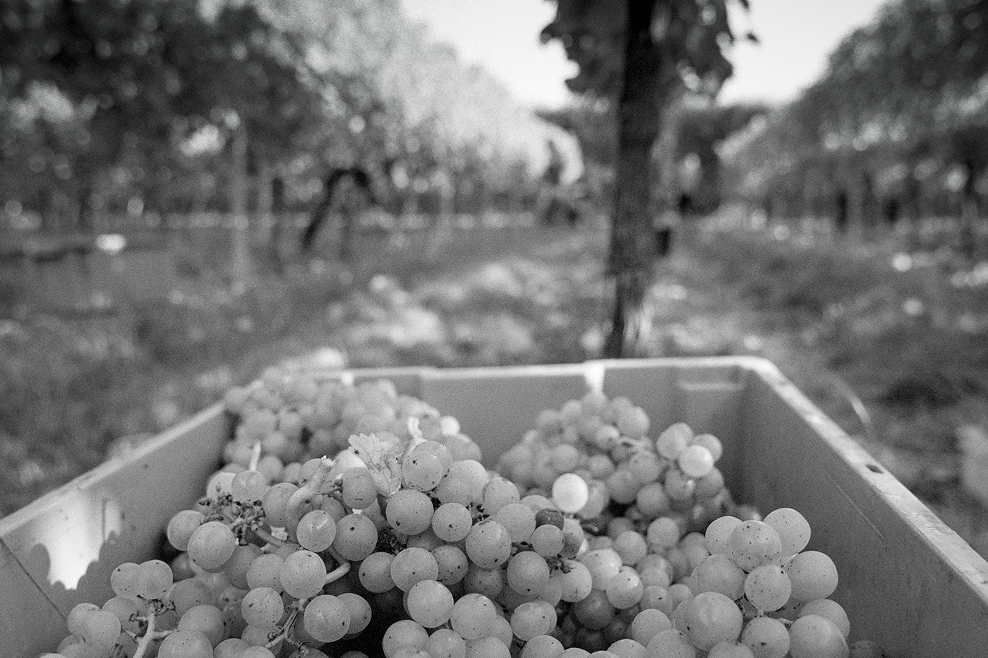 The Harvest Report: Ortega Captured on Film