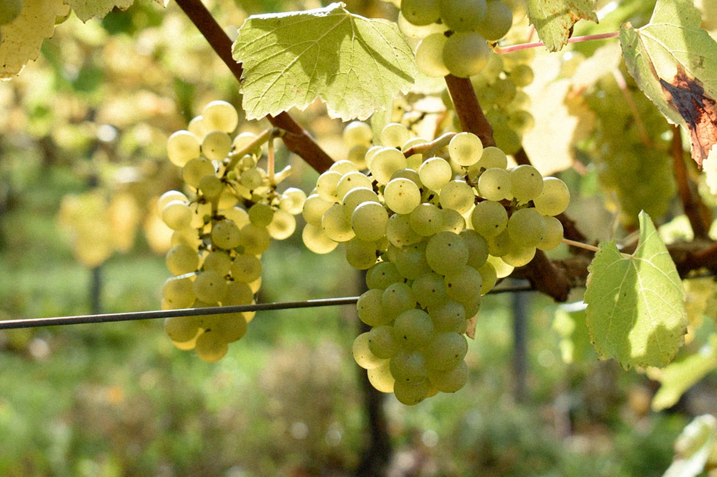 Chardonnay<br>at Westwell