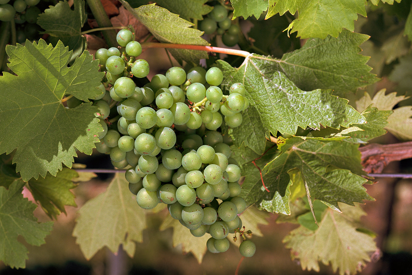 Harvest 2018 <br>Choosing a Time