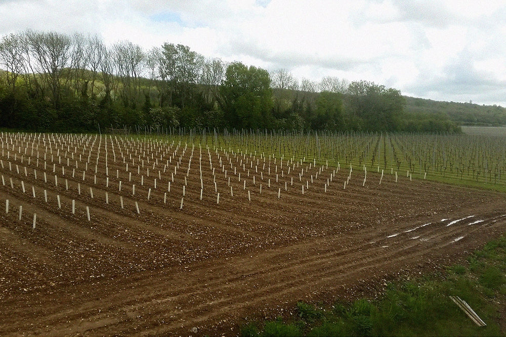 New Plantings<br>at Westwell