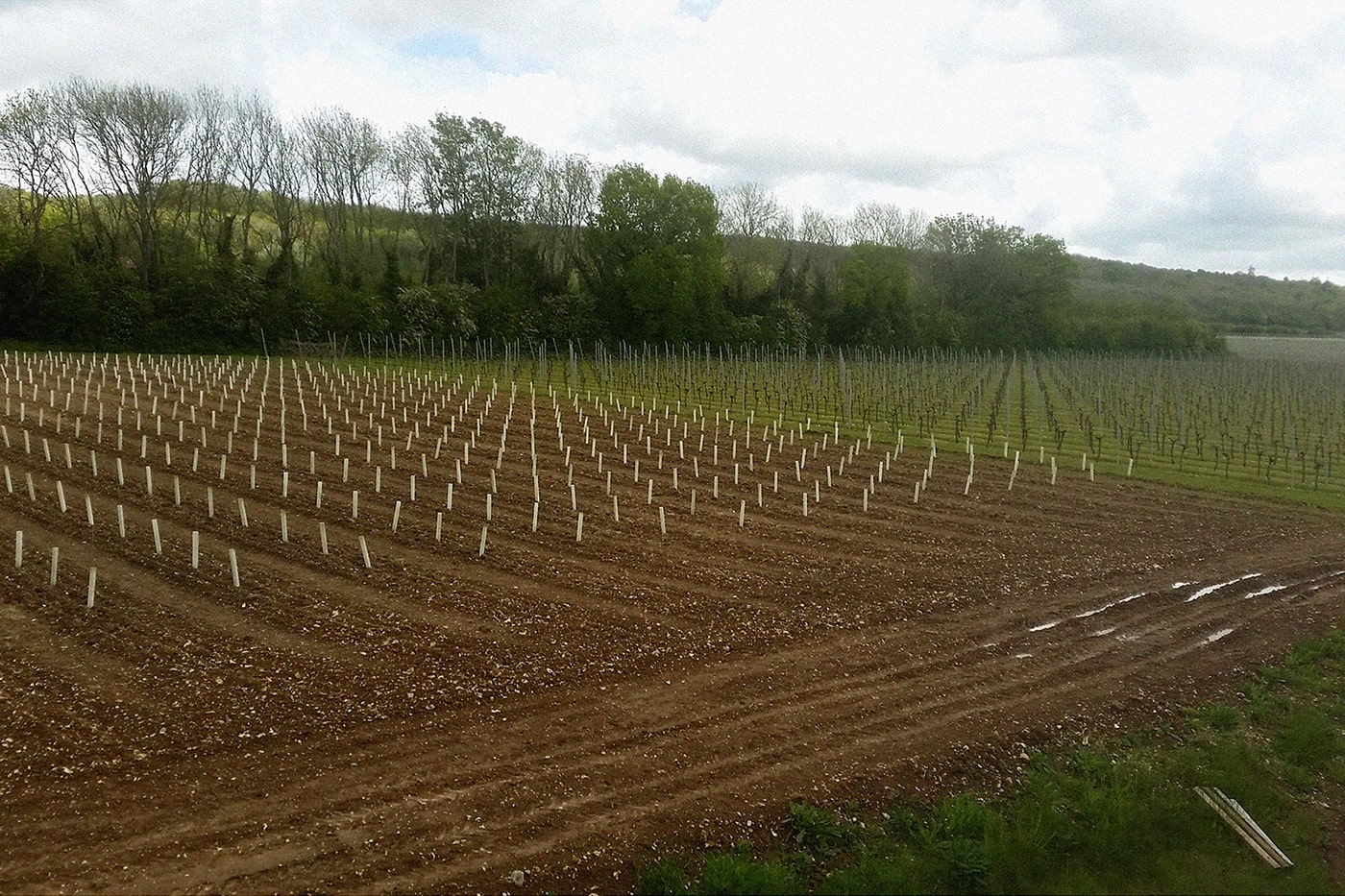 New Plantings<br>at Westwell