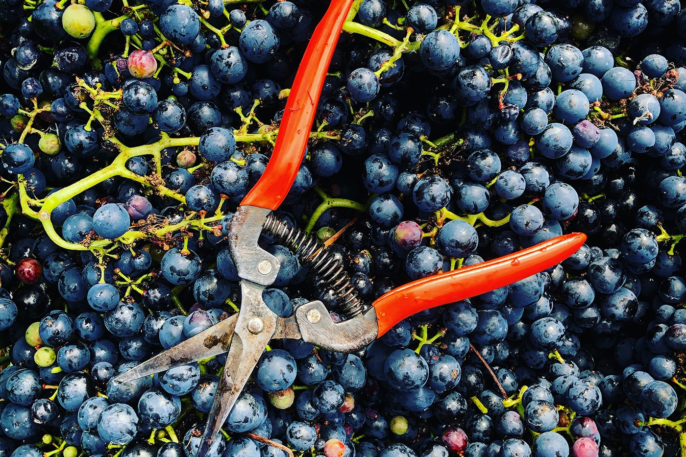 Harvest Report 2019:<br>Beautiful Fruit & High Hopes
