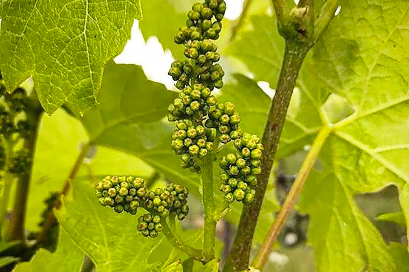 In The Vineyard<br>July 2019