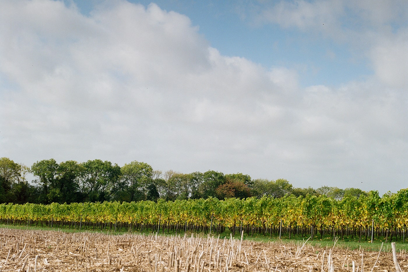 The Vineyard & The Weather<br>Throughout the Year