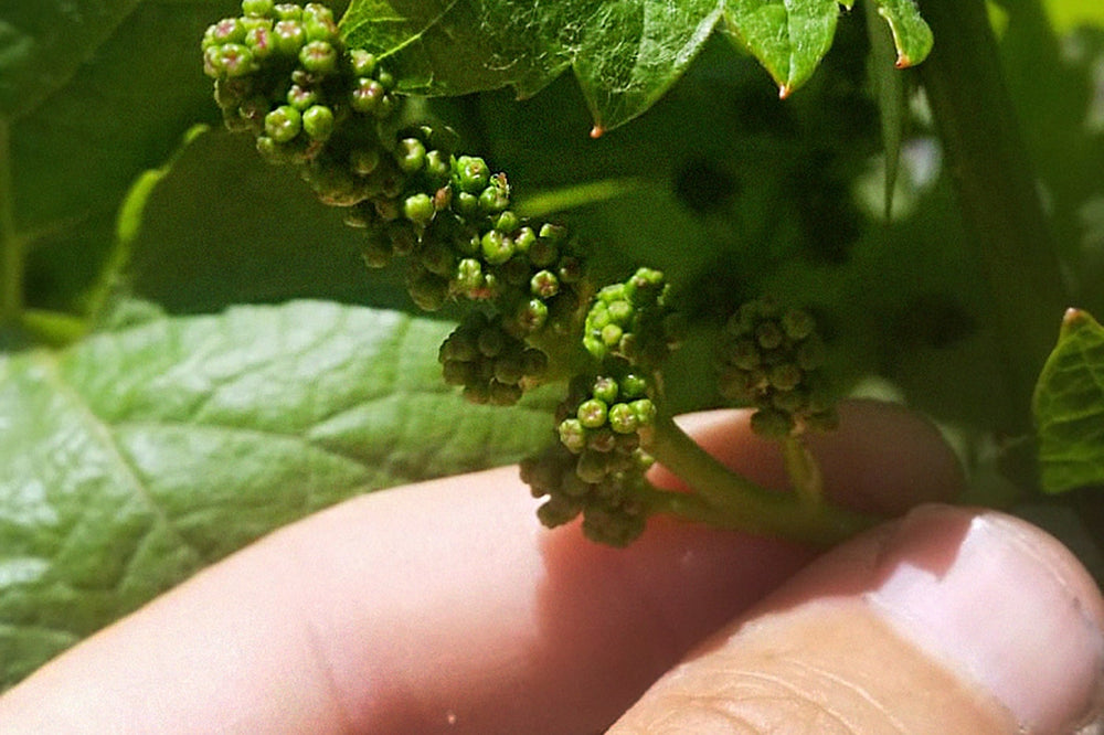 June: This Month<br>in the Vineyard