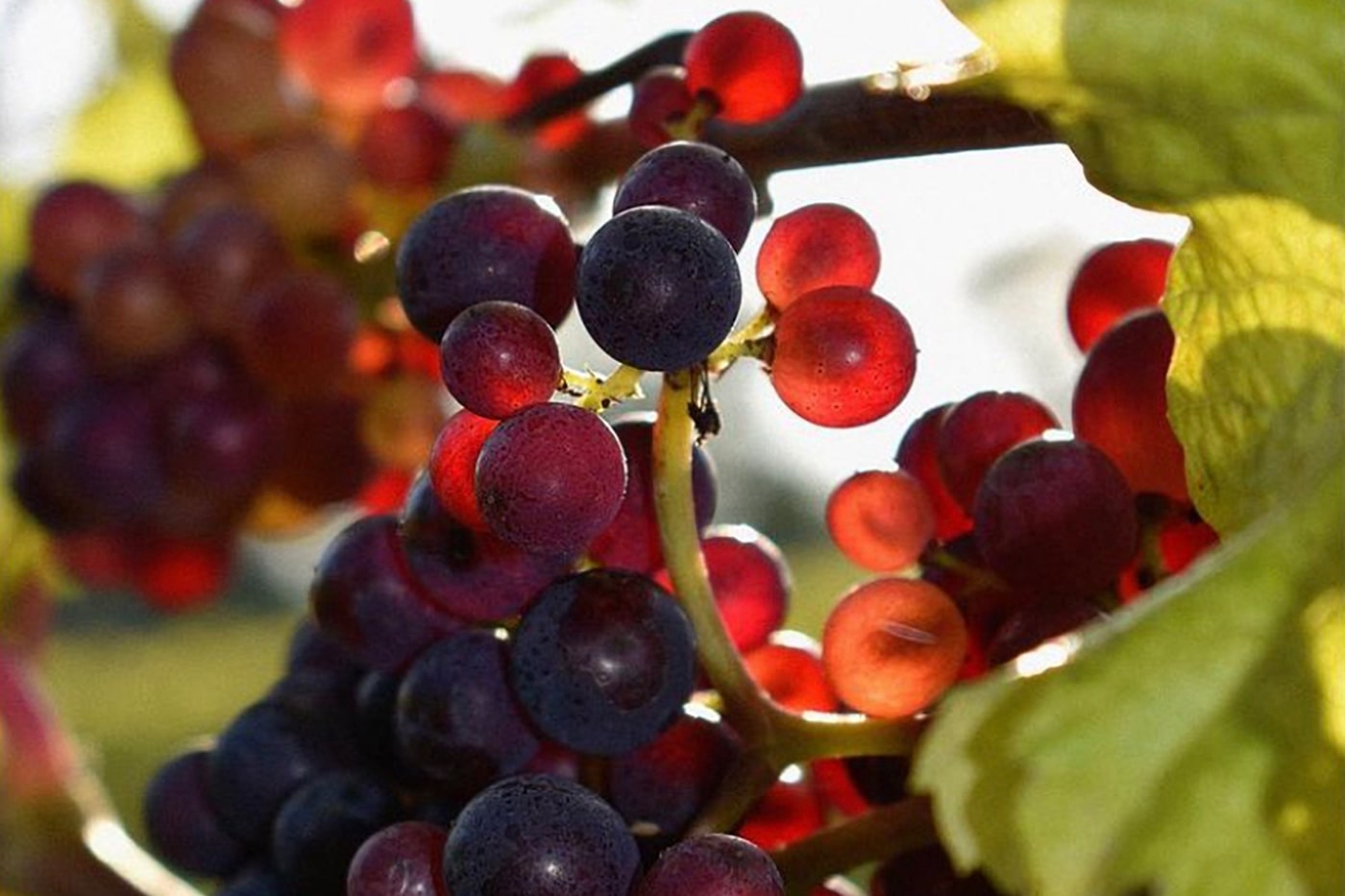 Ripening in<br>the Vineyard