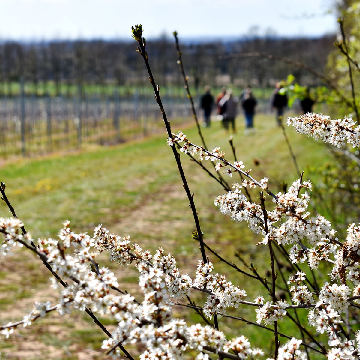 Your Perfect Kentish Day Out