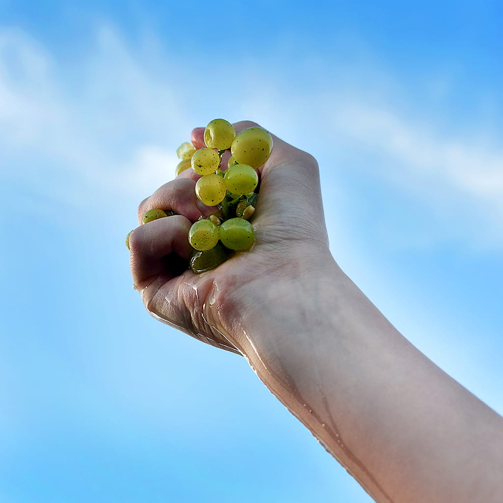 Gearing up to Harvest 2026: Volatility & Viticulture in Kent, England
