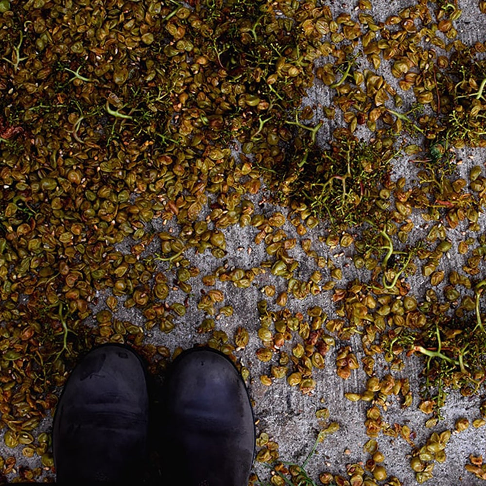 Ortega Skin Contact - Harvest Notes