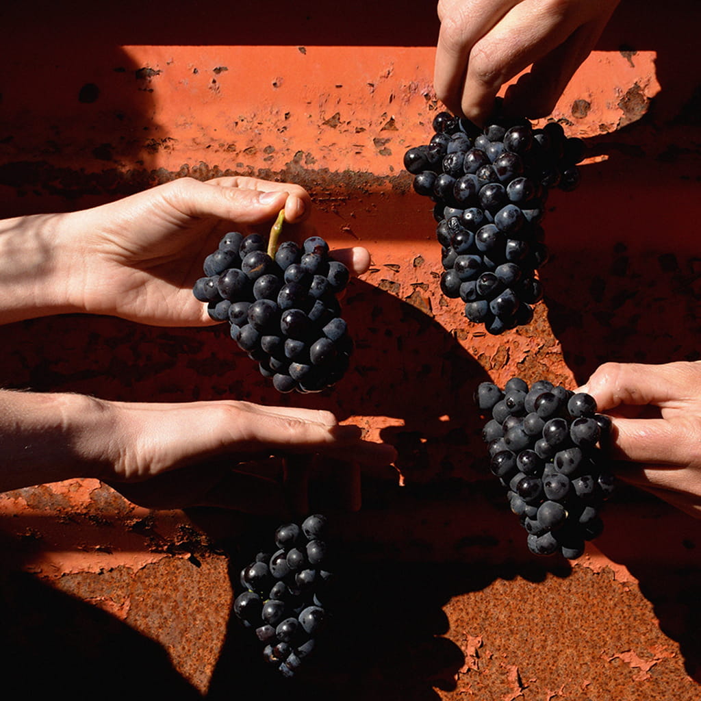 Pinot Meunier: More Than Just Great Glue