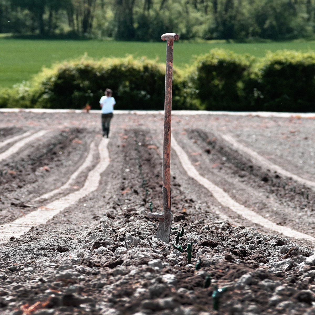 We Planted a Vineyard! (Again)
