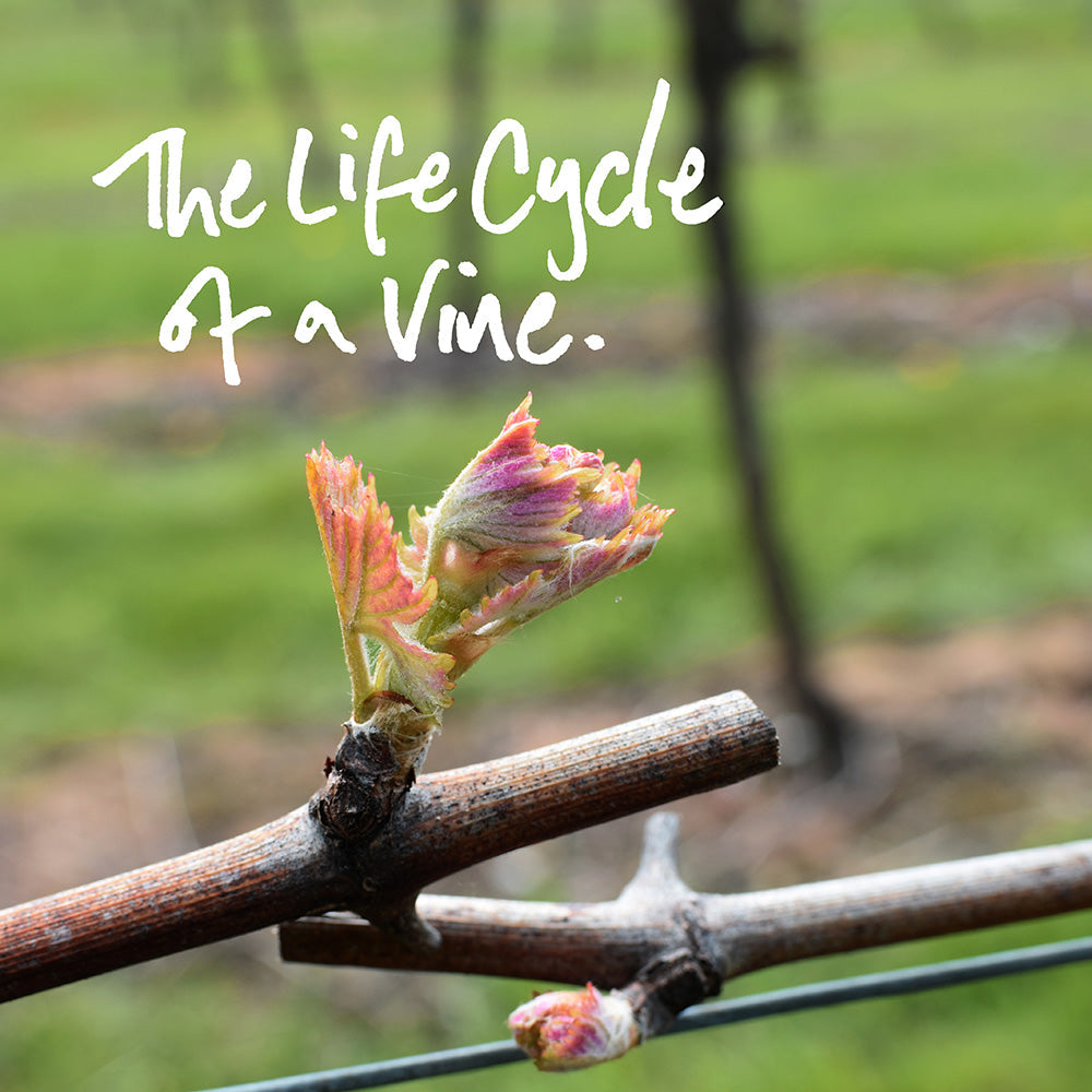 The Life Cycle of a Vine